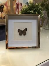 Crenis Pechueli Real Framed Butterfly From Africa Pink/purple picture