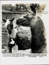 1970 Press Photo South American llamas with their offspring at Philadelphia Zoo picture