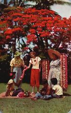 Postcard HI Lei Seller & Helpers Royal Poinciana Tree 1954 Vintage PC G8230 picture