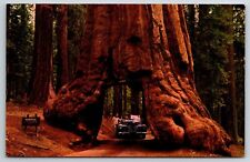 Postcard National & State Parks Wawona Tunnel Tree Yosemite Park CA Unposted picture
