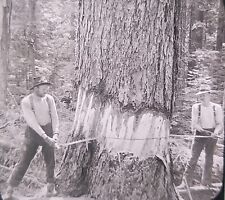 Lumberjacks Felling Trees, Oregon, c1910's Magic Lantern Glass Slide picture