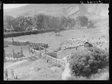 Shipping Lambs to Denver,Cimarron,Colorado,CO,Montrose County,1940,FSA,8 picture