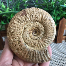 266g Rare natural rough polished white conch fossil Ammonite  mt545 picture