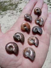 Lot of 9 small  Fossil Ammonites Beautiful Opalized Ammonites S3 picture