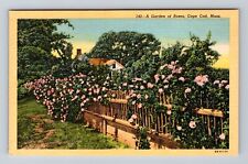 Cape Cod MA-Massachusetts, Scenic View A Garden of Roses, Vintage Postcard picture