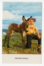 Baby Burro and Boy Colorado Chrome Unposted Vintage Postcard picture