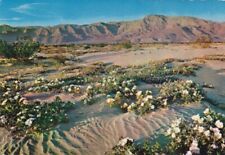 Gardens of The Desert-Arizona picture