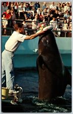 Vtg Los Angels California CA Marineland Of The Pacific Bubbles Whale Postcard picture