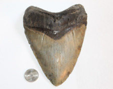 MEGALODON Shark Tooth Fossil Natural NO Repair 6.08