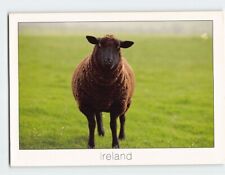 Postcard Greetings from the black sheep, Ireland picture