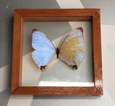 Framed Sulkowsky Morphinae Morpho Iridescent Butterfly 6x6x2