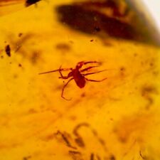 GEM QUALITY Dinosaur age Fossil Burmite AMBER with a TICK AUTHENTICITY TESTED picture
