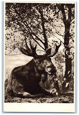 c1950's Elk of Neringa Neringos Sav Lithuania Vintage Unposted Postcard picture