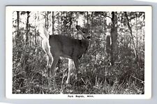 Park Rapids MN- Minnesota, Scenic Greetings Deer In Forest, Vintage Postcard picture