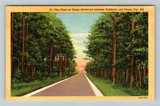 Salisbury MD-Maryland, The Pines On Ocean Boulevard, Vintage Postcard picture