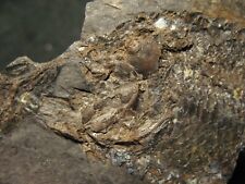 Permian fish Aeduella blainvillei partial fossil specimen RARE head #6 picture