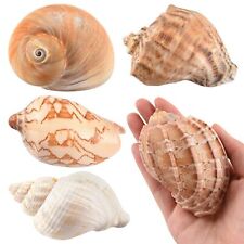 Hermit Crab Shells Large 6pcs,Natural Conch Shell Size 2.8