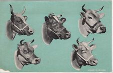 Vintage Postcard, Hoard's Dairyman, 5 Cow Heads, Unused picture