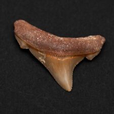 Gold Chubutensis Shark Tooth - Authentic, All Natural Fossil From N. Carolina picture