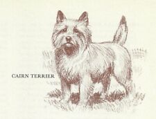 Cairn Terrier - CUSTOM MATTED - 1954 Vintage Dog Art Print - Megargee picture