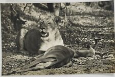 RPPC Lioness with Killed Impala Real Photo Postcard Q18 picture