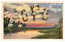 Vintage Postcard 1909 Language of Flowers Snowdrop: Hope Landscape-F2-33 picture