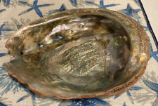 Large Abalone Shell Approximately  7.75” X 6.25” What looks Like Coral On It? picture