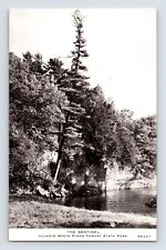 Postcard Illinois White Pines Forest Sentinel Tree 1940s Unposted Chrome B&W picture