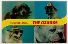 1970s Greetings from The Ozarks Bulldog Boxer Humor Dog Postcard Vintage picture