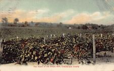 The Heart of the Grape Belt Chautauqua County Westfield NY 1907 Postcard picture