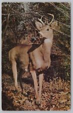 Animal~Deer-Buck in Forest in Fall~Vintage Postcard picture