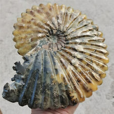 3.82LB PRETTY NATURAL Jade Pattern Conch Ammonite Fossil FROM Madagascar  #1632 picture