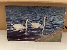 Vtg Postcard Chrome Swans On Lake Babylon NY 1956 picture