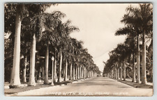 Postcard Vintage RPPC Tree Lined Street with Royal Palms in Florida picture