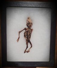 Antique Medical Specimen Museum Rare Mummified Skeleton picture