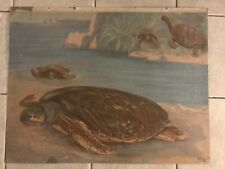 Rare school wall chart Turtle caretta - caretta picture