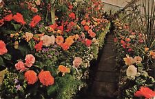 Postcard Butchart Gardens Begonias Victoria British Columbia Canada Posted 1969 picture