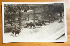 group of 2-year old male lions Gay's Lion Farm, El Monte CA real photo postcard picture