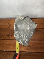 VTG Large 9” Grey Conch Sea Shell Nautical Ocean Beach Home Decor Growth Coral picture