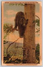 Black Bear Tree Yellowstone National Park Wyoming Linen Animal Vintage Postcard picture