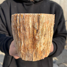 5lb Large Beautiful polished Arizona petrified wood rough mineral specimen picture