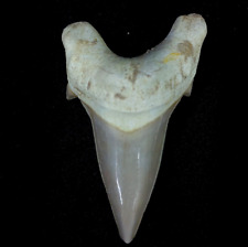 3.5 IN Huge shark Otodus obliquus tooth 53 million years old picture