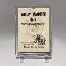 Woolly Mammoth Hair Display picture
