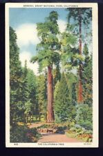 VTG Postcard Linen 1930-45 Unposted, The California Tree, General Grant Nat Park picture