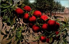 1907-1917 Post Card How Red Apples Grow In Oregon picture