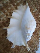 EXTRA LARGE GIANT SPIDER CONCH 7-Finger Shell-14 inches-Natural State-Unpolished picture