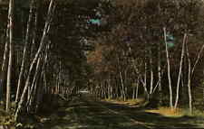 Postcard: SHELBURNE BIRCHES WHITE MOUNTAINS, N. H picture