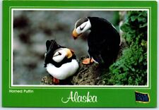 Postcard - Horned Puffins, St. George Island, Pribilof Islands - Alaska picture