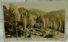 Antique Black/White Photo Postcard California Yucca's in Bloom Postmarked 1929 picture