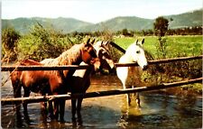 3 Horses At the Waterhole Postcard picture